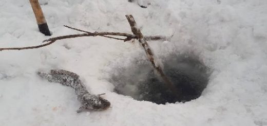 Рыбалка в Сибири: Окунь на мормышку, налим на перемет