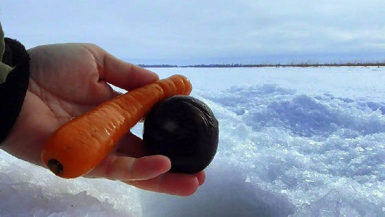 Реакция рыбы на Морковь и Свеклу в зимнее время года