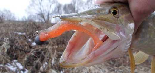 Цвет Приманки в Мутной Воде