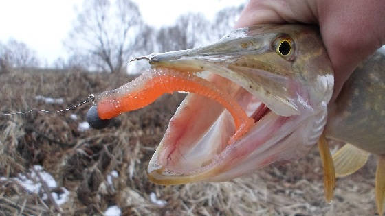 Цвет Приманки в Мутной Воде