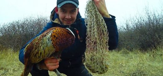 Охота на фазана с первобытной ловушкой
