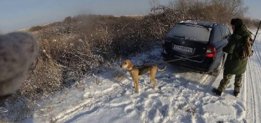 Закрытия охоты на зайца с русскими гончими