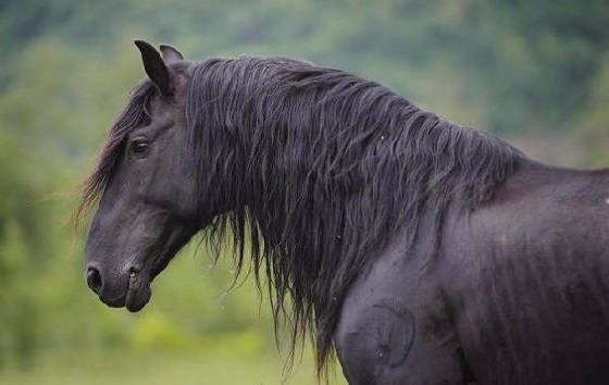 Карачаевская порода лошади