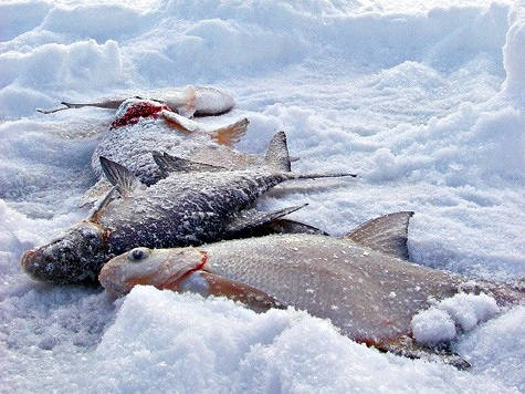Ловля ЛЕЩА в январе на Оке