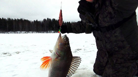 Рыбалка в Республике Коми на блесну