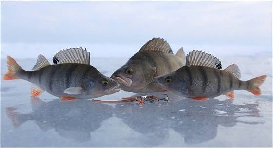 про рыбалку зимой видео окунь