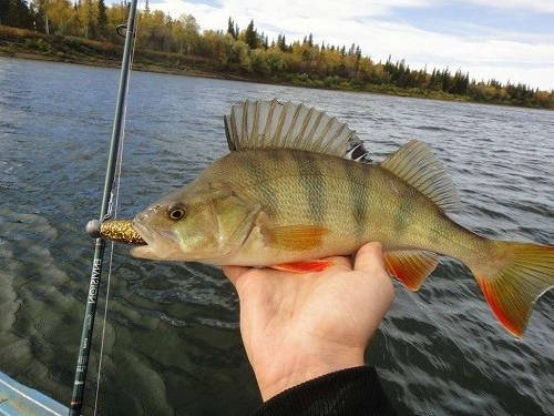 Рыбалка на озере на окуня