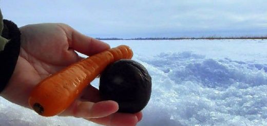 Реакция рыбы на Морковь и Свеклу