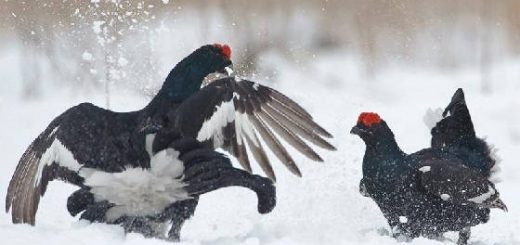 Поиск тетерева в феврале