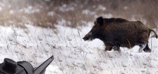 Загонная охота на кабана зимой