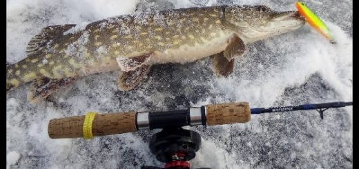 Зимняя рыбалка: Окунь и щука на вибы