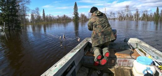 Рыбалка на сети в Республике Коми в затопленном лесу
