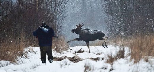 Уничтожение зверя в нацпарке МЕЩЁРСКИЙ госохотинспекторами