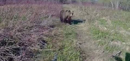 Противостояние человека и медведя на Камчатке