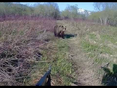 Противостояние человека и медведя на Камчатке