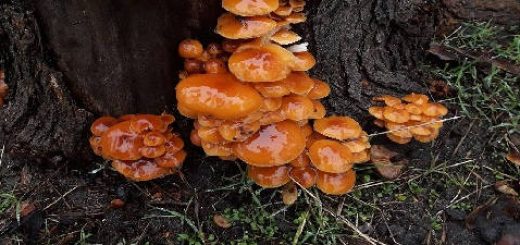 Весенние грибы в марте 2021