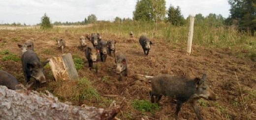 Кабаны пришли в деревню