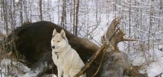 Удмуртские Республиканские состязания лаек по лосю