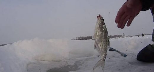 Ловля белой рыбы на большой глубине