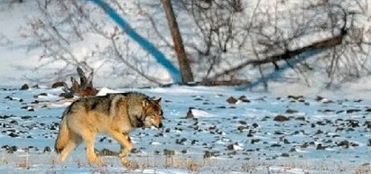 Наедине с волками. Плато Путорана