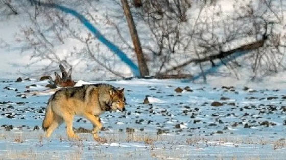 Наедине с волками. Плато Путорана