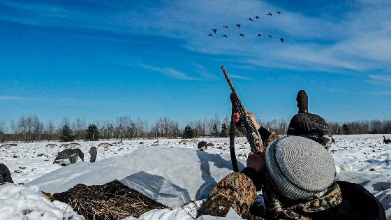 трудовая охота на кукурузном поле