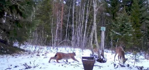 Успешная охота рыси на европейскую косули