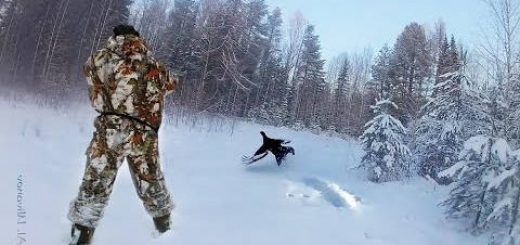 A Winter Black Grouse Hunt