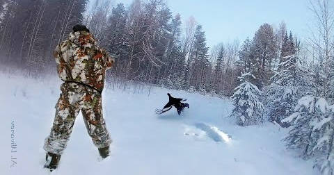 A Winter Black Grouse Hunt