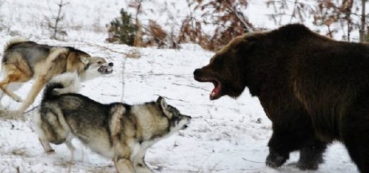 Охота на медведя с лайками с подхода