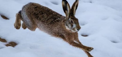 Охота на зайцев: Закрытие сезона 2020-2021