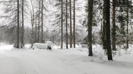 Поход в тайгу на камусных лыжах