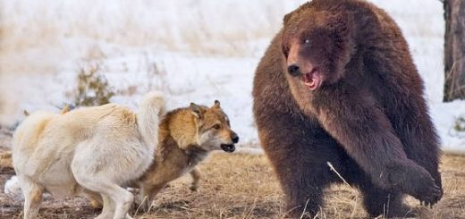Подготовка собак к охоте на Медведя