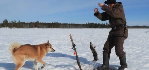 Ловля щуки на карельском озере со льда