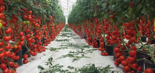 выращивание томатов