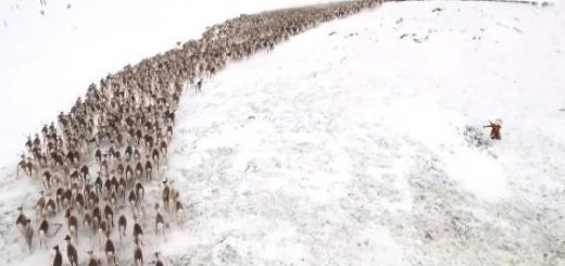 Почему олени кружатся в хороводе