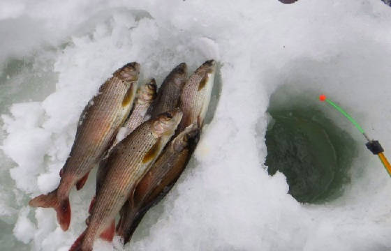 Зимняя рыбалка: Хариус