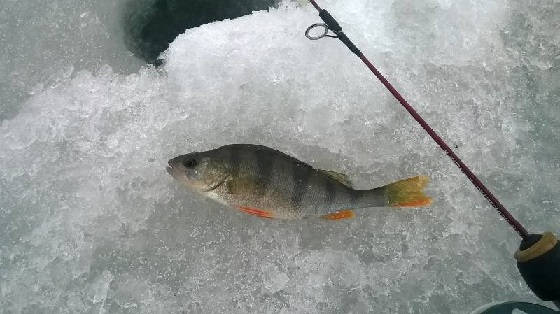 Рыбалка на реке Свияга в конце зимнего сезона