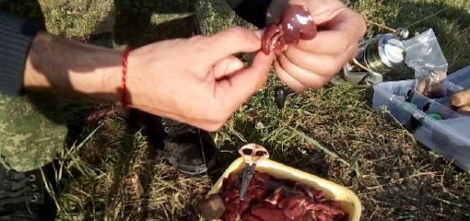 насадка из печени на сома