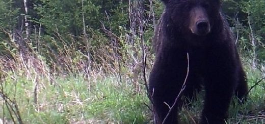 Тропление Медведей в одиночку