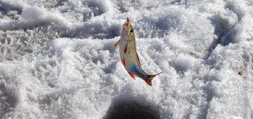Весенняя рыбалка со льда