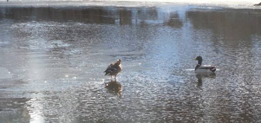 Сезон жидкой воды