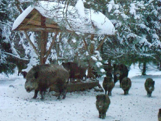 Кабаны на кормушке