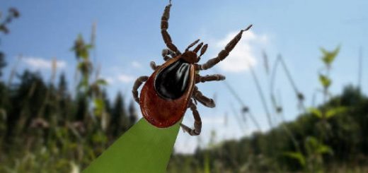 КЛЕЩАМ НЕ НРАВИТСЯ эфирное масло АНИСА