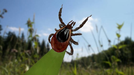 КЛЕЩАМ НЕ НРАВИТСЯ эфирное масло АНИСА