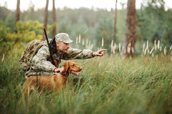 Правила охоты с собакой
