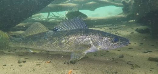 как СУДАК КЛЮЕТ под водой