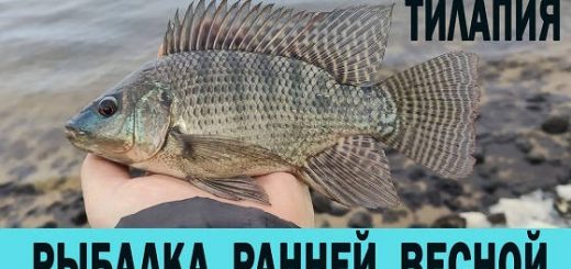 Рыбалка ранней весной на ТИЛЯПИЮ