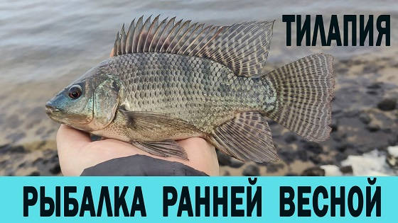 Рыбалка ранней весной на ТИЛЯПИЮ