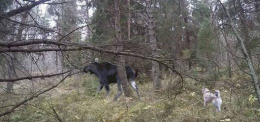 ОХОТА С ЛАЙКАМИ:ТРОФЕЙНЫЙ ЛОСЬ